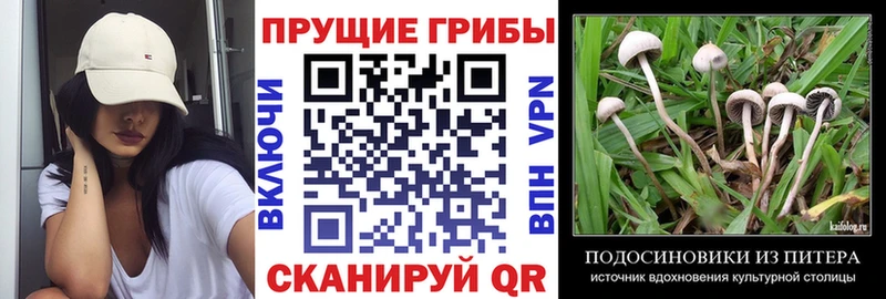 Галлюциногенные грибы Cubensis  где найти наркотики  Нововоронеж 